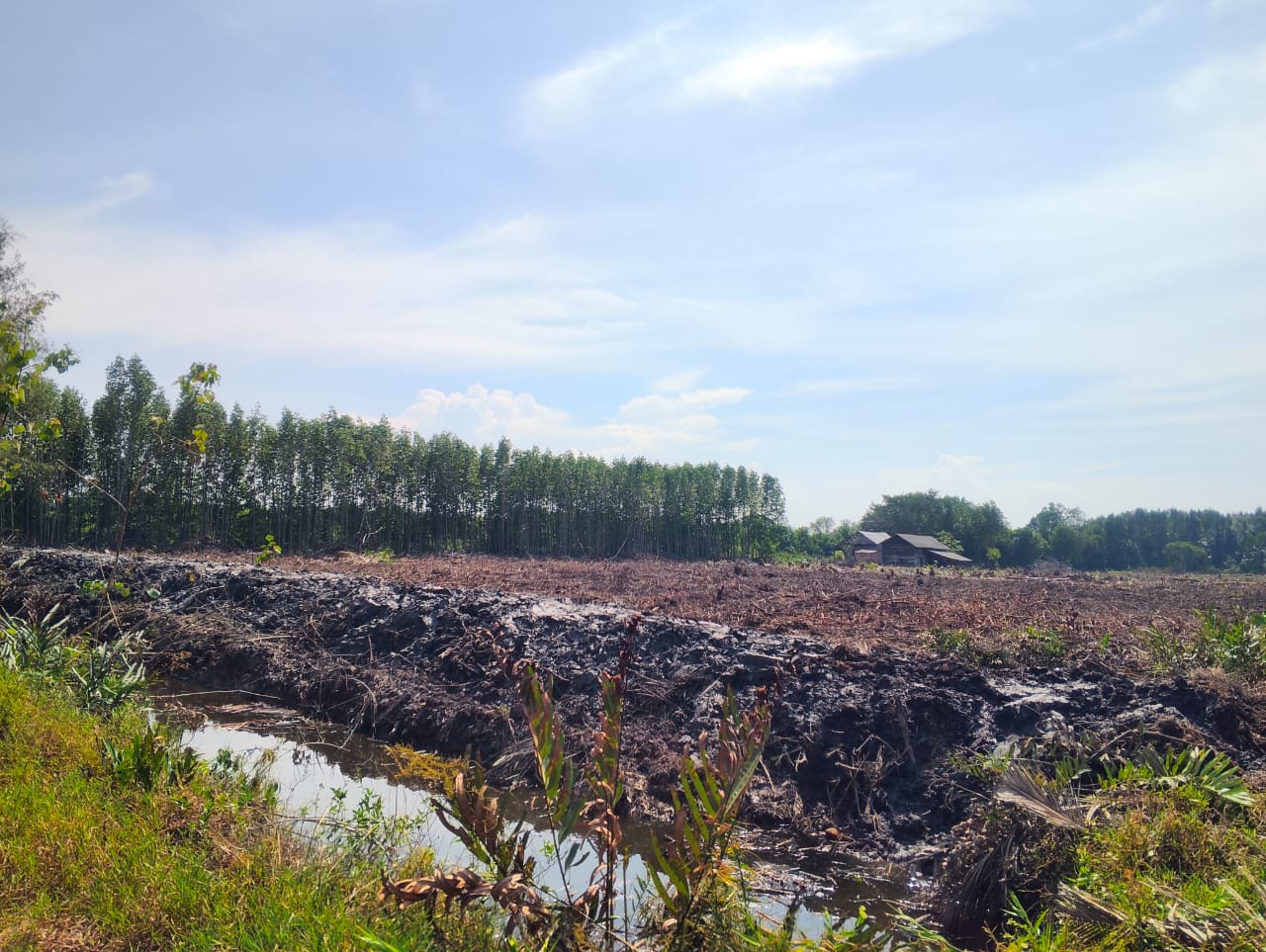 Hutan Mangrove Seluas 3,4 Hektar Di Bantan Sari Dibabat Untuk Usaha Tambak Udang
